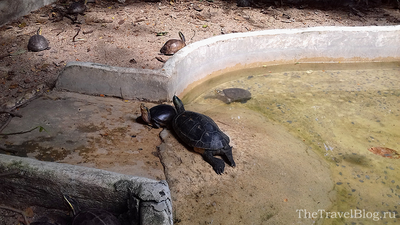 черепахи в воде