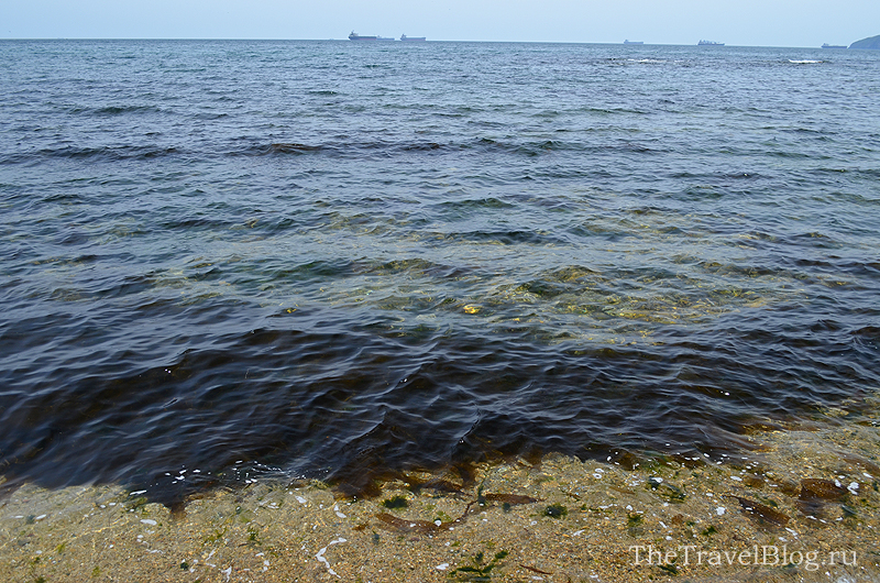 водоросли и море