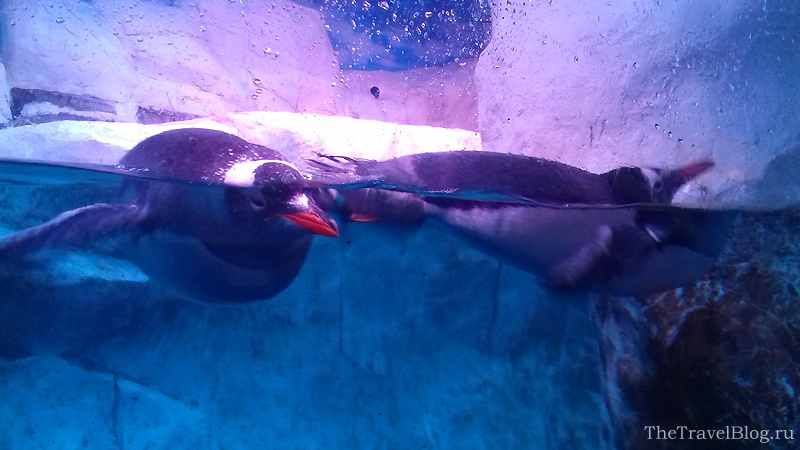 пингвины красноклювые