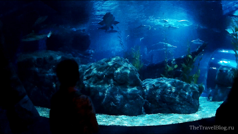 большой аквариум
